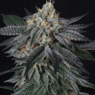 ZaiZai Cannabisblüte – gewachsen aus Feminisierte Hanfsamen von Perfect Tree Seeds
