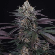 Perfect Tree Spritz Cannabisblüte – gewachsen aus Feminisierte Hanfsamen von Perfect Tree Seeds