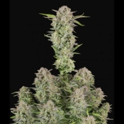 Bruce Banner Auto Cannabisblüte – gewachsen aus Automatic Hanfsamen von FastBuds Seeds