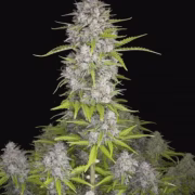 Orange Sherbet Auto Cannabisblüte – gewachsen aus Automatic Hanfsamen von FastBuds Seeds