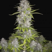 Orange Sherbet Auto Cannabisblüte – gewachsen aus Automatic Hanfsamen von FastBuds Seeds