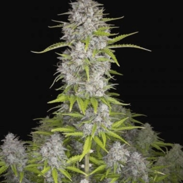 Orange Sherbet Auto Cannabisblüte – gewachsen aus Automatic Hanfsamen von FastBuds Seeds