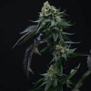 Lime OZZ Cannabisblüte – gewachsen aus Feminisierte Hanfsamen von Perfect Tree Seeds