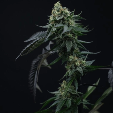 Lime OZZ Cannabisblüte – gewachsen aus Feminisierte Hanfsamen von Perfect Tree Seeds
