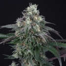 Lemon Curd Cannabisblüte – gewachsen aus Feminisierte Hanfsamen von Perfect Tree Seeds