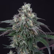 Lemon Curd Cannabisblüte – gewachsen aus Feminisierte Hanfsamen von Perfect Tree Seeds