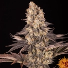 GELATO 45 Cannabisblüte – gewachsen aus Feminisierte Hanfsamen von Barneys Farm