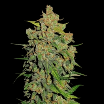 Lemon AK Auto Cannabisblüte – gewachsen aus Automatic Hanfsamen von FastBuds Seeds