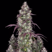 Lemon Pie Auto Cannabisblüte – gewachsen aus Automatic Hanfsamen von FastBuds Seeds