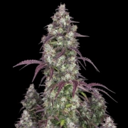 Lemon Pie Auto Cannabisblüte – gewachsen aus Automatic Hanfsamen von FastBuds Seeds