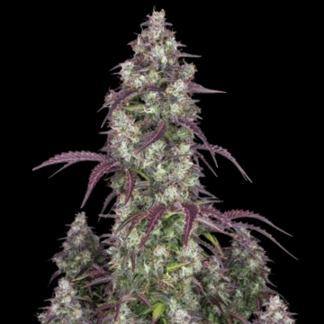 Lemon Pie Auto Cannabisblüte – gewachsen aus Automatic Hanfsamen von FastBuds Seeds