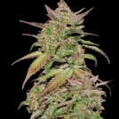 Smoothie Auto Cannabisblüte – gewachsen aus Automatic Hanfsamen von FastBuds Seeds
