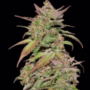 Smoothie Auto Cannabisblüte – gewachsen aus Automatic Hanfsamen von FastBuds Seeds