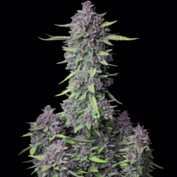 Purple Punch Auto Cannabisblüte – gewachsen aus Automatic Hanfsamen von FastBuds Seeds