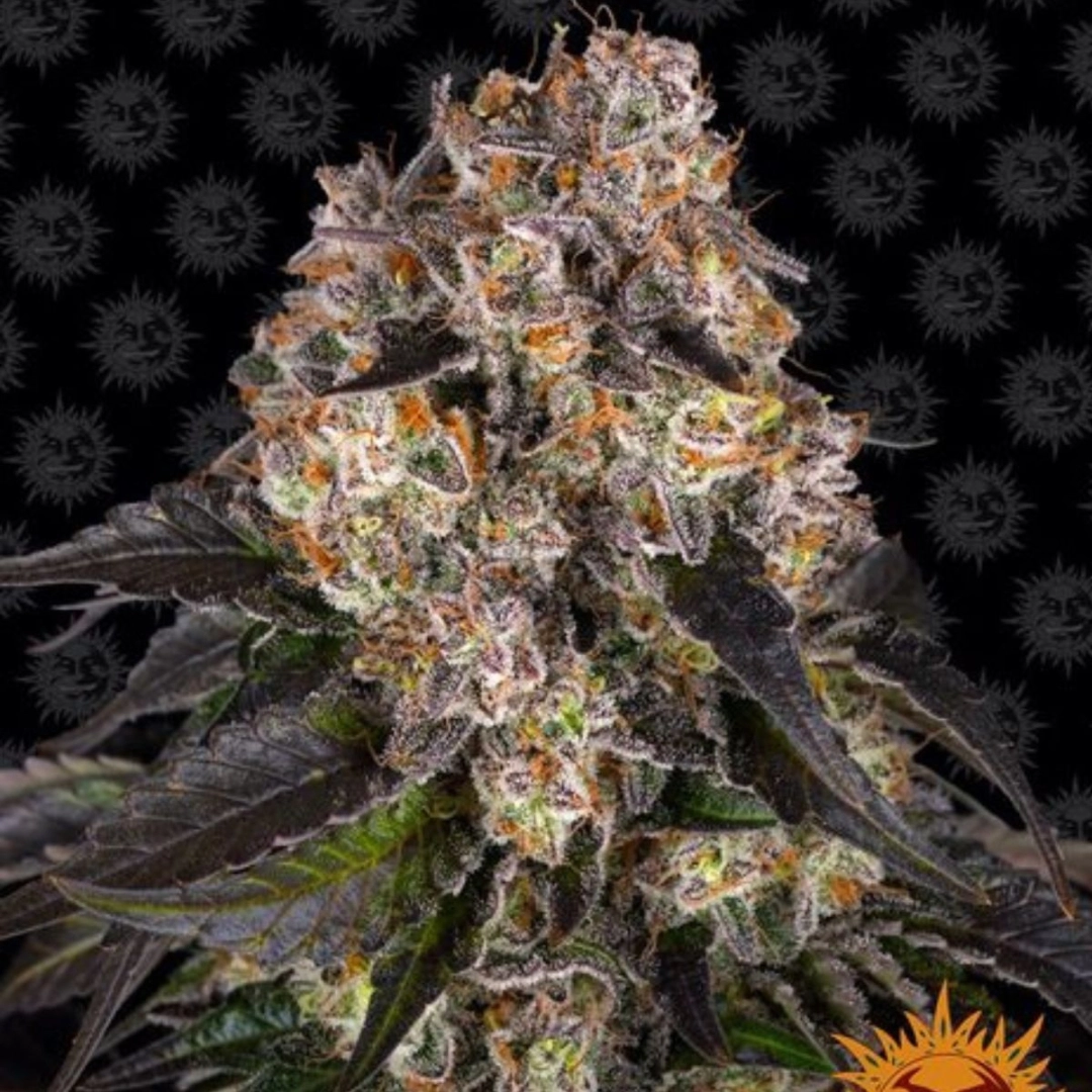 Girl Scout Cookies – Barneys Farm – Feminisiert