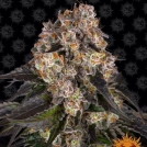 Girl Scout Cookies Cannabisblüte – gewachsen aus Feminisierte Hanfsamen von Barneys Farm