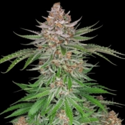 Strawberry Pie Auto Cannabisblüte – gewachsen aus Automatic Hanfsamen von FastBuds Seeds