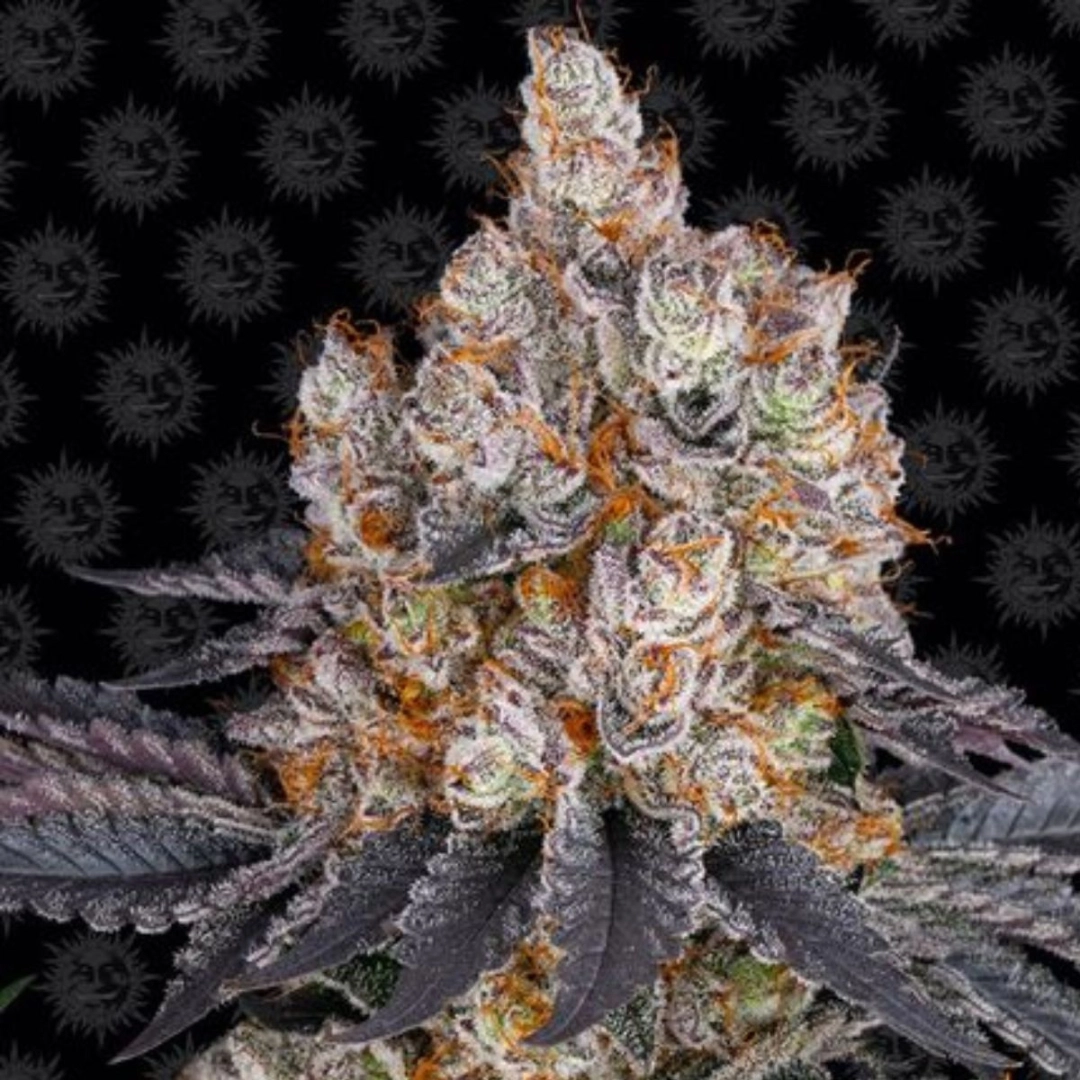 GELATO STRAIN – Barneys Farm – Feminisiert
