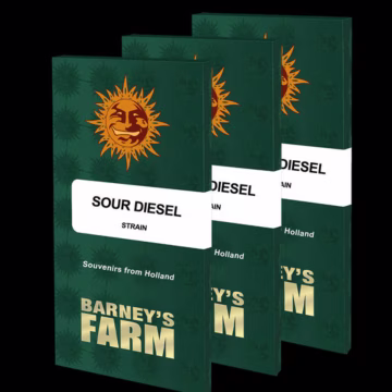 Sour Diesel Cannabisblüte – gewachsen aus Feminisierte Hanfsamen von Barneys Farm