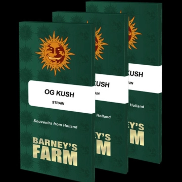 OG Kush Cannabisblüte – gewachsen aus Feminisierte Hanfsamen von Barneys Farm