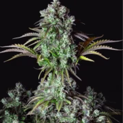 Big Bud Auto Cannabisblüte – gewachsen aus Automatic Hanfsamen von FastBuds Seeds