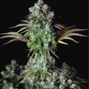 Big Bud Auto Cannabisblüte – gewachsen aus Automatic Hanfsamen von FastBuds Seeds