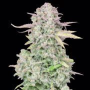 Trainwreck Auto Cannabisblüte – gewachsen aus Automatic Hanfsamen von FastBuds Seeds
