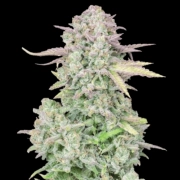 Trainwreck Auto Cannabisblüte – gewachsen aus Automatic Hanfsamen von FastBuds Seeds
