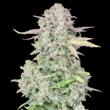 Trainwreck Auto Cannabisblüte – gewachsen aus Automatic Hanfsamen von FastBuds Seeds
