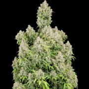 Cinderella Auto Cannabisblüte – gewachsen aus Automatic Hanfsamen von FastBuds Seeds