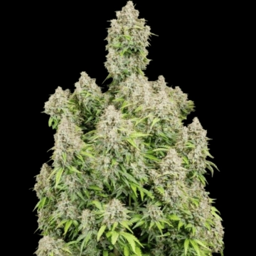 Cinderella Auto Cannabisblüte – gewachsen aus Automatic Hanfsamen von FastBuds Seeds