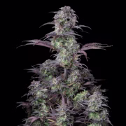 Blueberry Auto Cannabisblüte – gewachsen aus Automatic Hanfsamen von FastBuds Seeds