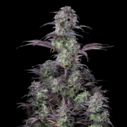 Blueberry Auto Cannabisblüte – gewachsen aus Automatic Hanfsamen von FastBuds Seeds