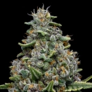 Pink Matcha Slush Cannabisblüte – gewachsen aus Feminisierte Hanfsamen von Anesia Seeds