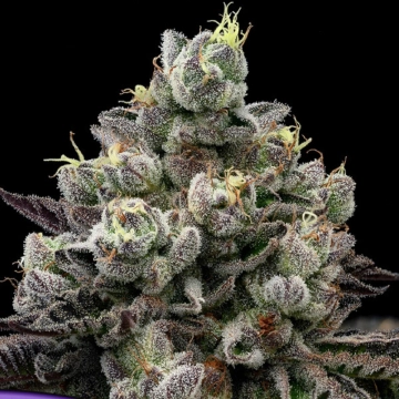 Red Banana Pudding Cannabisblüte – gewachsen aus Feminisierte Hanfsamen von Anesia Seeds