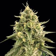 Monkey Bomb Cannabisblüte – gewachsen aus Feminisierte Hanfsamen von Bomb Seeds