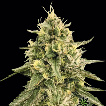 Monkey Bomb Cannabisblüte – gewachsen aus Feminisierte Hanfsamen von Bomb Seeds
