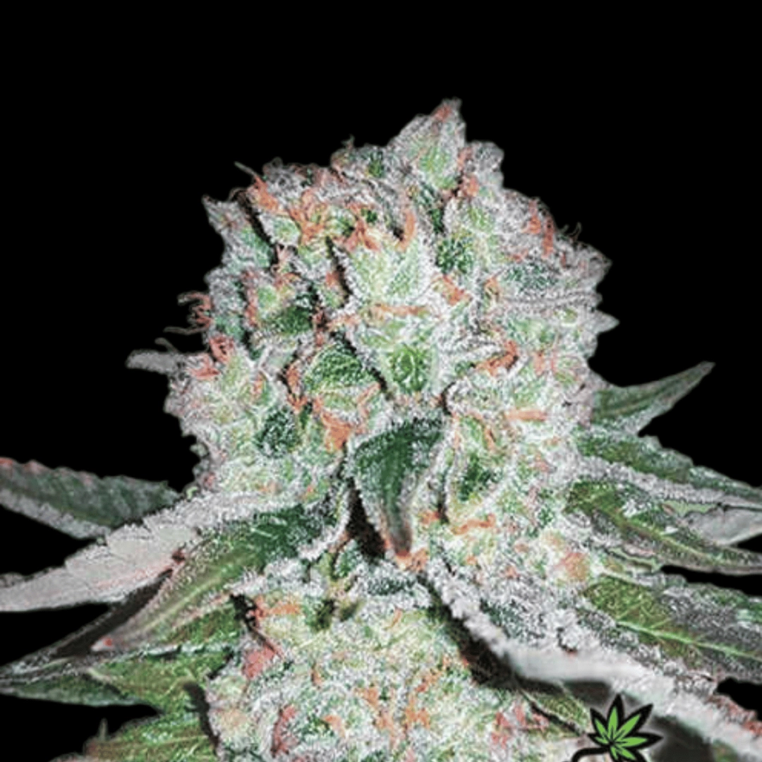 Banana Bomb – Bomb Seeds – Feminisiert