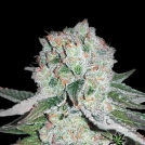 Banana Bomb Cannabisblüte – gewachsen aus Feminisierte Hanfsamen von Bomb Seeds