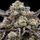 Epic Buzz Cannabisblüte – gewachsen aus Feminisierte Hanfsamen von Anesia Seeds
