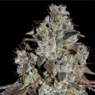 Jealousy Cannabisblüte – gewachsen aus Feminisierte Hanfsamen von Cream of the Crop