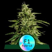 Milky Way F1 Cannabisblüte – gewachsen aus Automatic Hanfsamen von Royal Queen Seeds