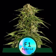 Epsilon F1 Cannabisblüte – gewachsen aus Automatic Hanfsamen von Royal Queen Seeds