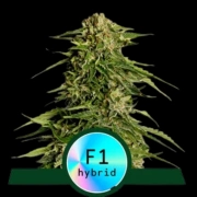 Epsilon F1 Cannabisblüte – gewachsen aus Automatic Hanfsamen von Royal Queen Seeds