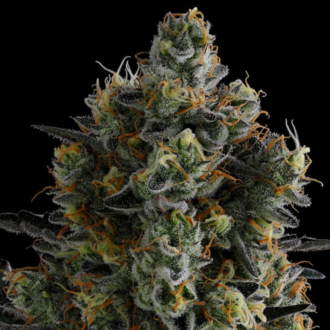 Zoomiez – Anesia Seeds – Feminisiert