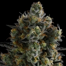 Zoomiez Cannabisblüte – gewachsen aus Feminisierte Hanfsamen von Anesia Seeds