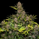 Auto Forbidden Cherry Cannabisblüte – gewachsen aus Automatic Hanfsamen von Dutch Passion