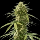 Gushers Cannabisblüte – gewachsen aus Feminisierte Hanfsamen von Royal Queen Seeds