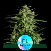 Titan F1 Automatic Cannabisblüte – gewachsen aus Automatic Hanfsamen von Royal Queen Seeds