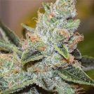Wedding Cake x Triple OG Cannabisblüte – gewachsen aus Feminisierte Hanfsamen von Vision Seeds